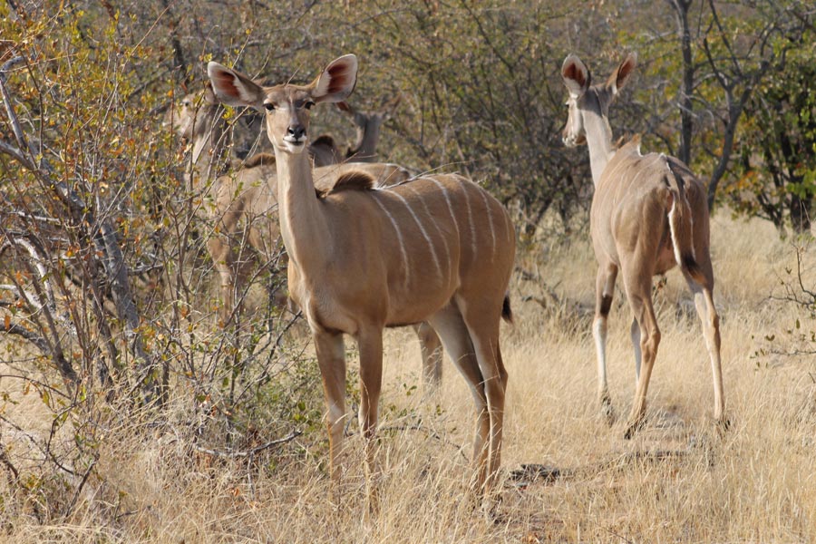 Botswana - Wild At Tuli