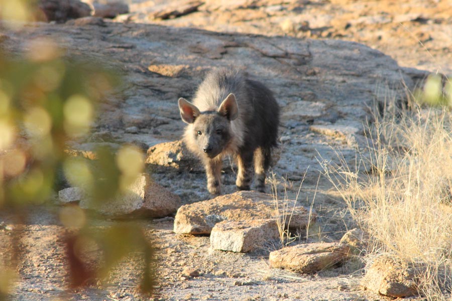 Botswana - Wild At Tuli