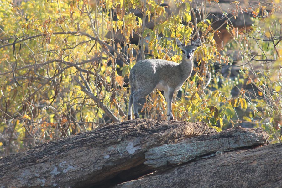 Botswana - Wild At Tuli