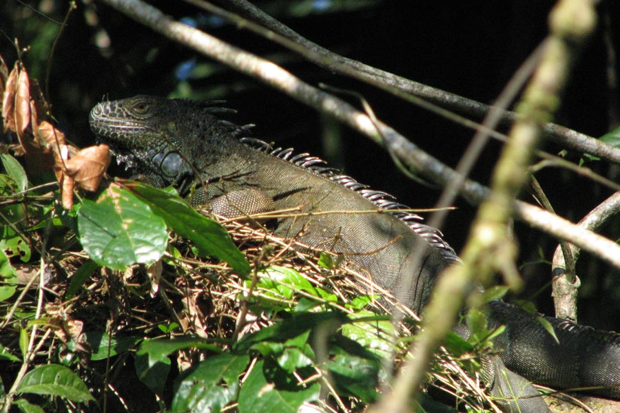 Costa Rica - Le Parc National de Tortuguero