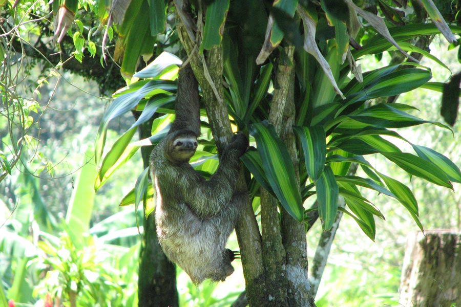 Costa Rica - Le Parc National de Tortuguero