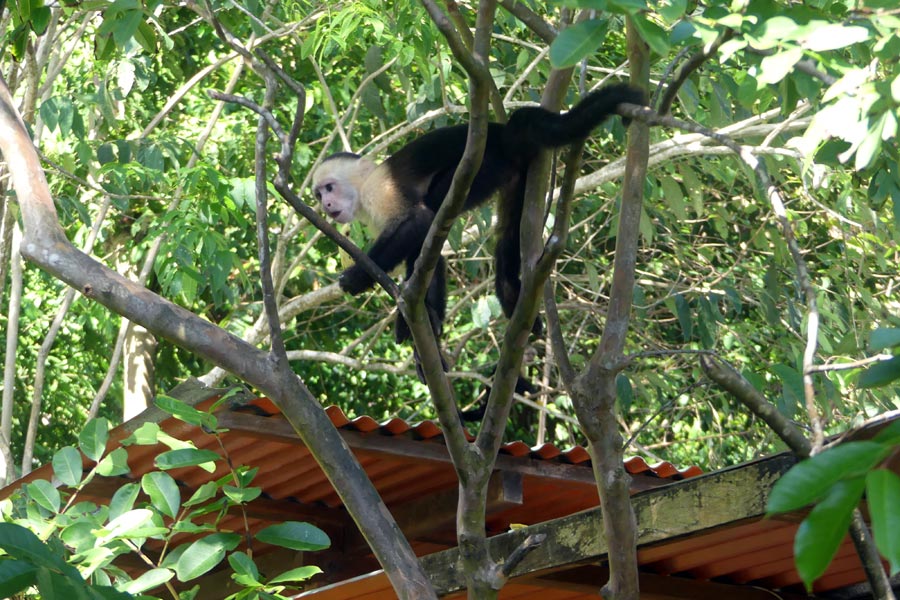 Costa Rica - Osez la Péninsule d’Osa