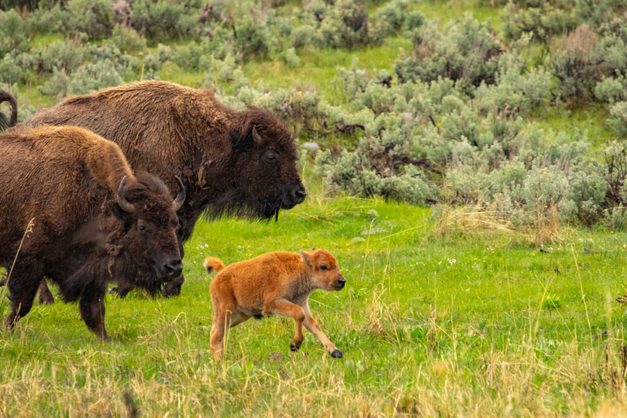 Etats-Unis - Yellowstone, un Concentré d'Ouest Américain