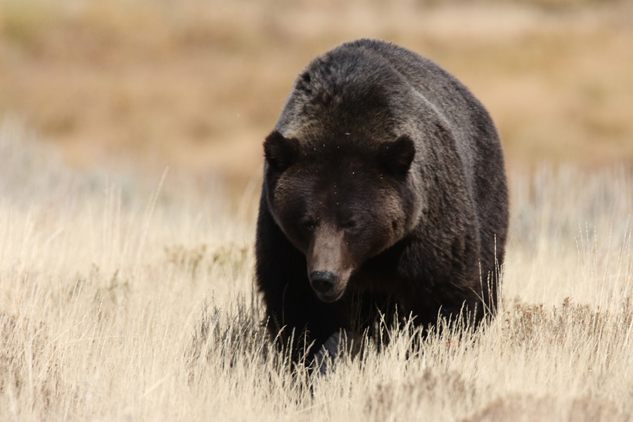 Etats-Unis - Yellowstone, un Concentré d'Ouest Américain