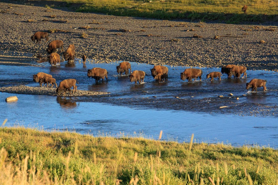 Etats-Unis - Yellowstone, un Concentré d'Ouest Américain