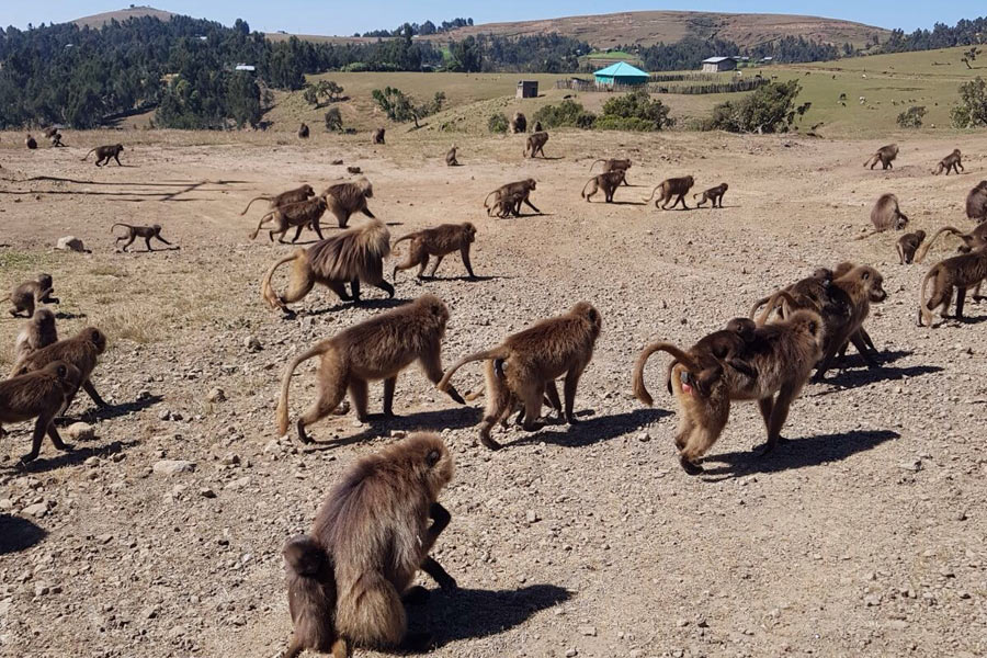 Ethiopie - A la découverte des Trésors Cachés du Parc National du Simien