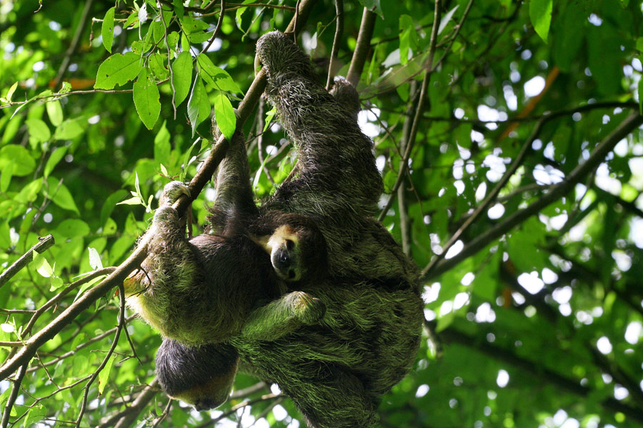 Guyane - Un Bout d’Amazonie en France