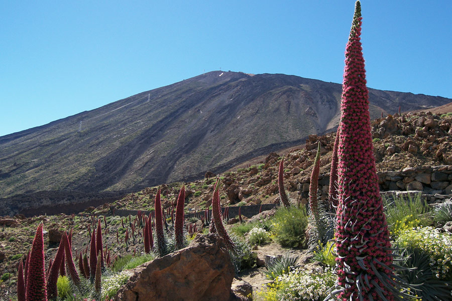 Iles Canaries - Tenerife... ou le Printemps Perpétuel