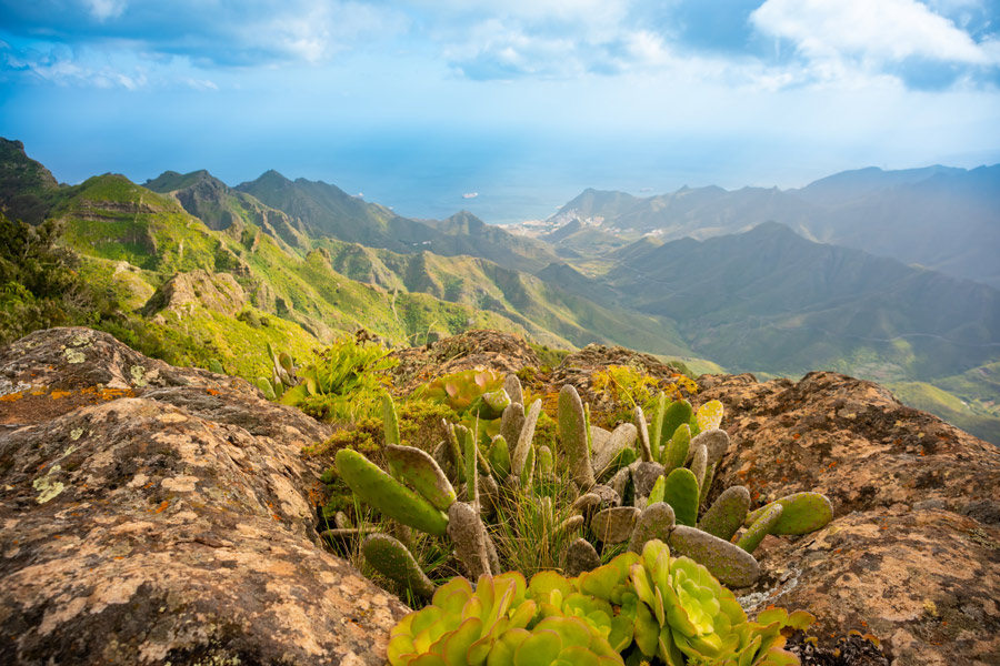 Iles Canaries - Tenerife... ou le Printemps Perpétuel