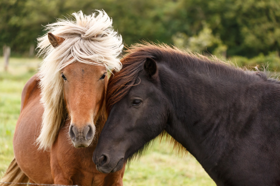 Islande - Le Cheval Islandais, fidèle compagnon des Vikings