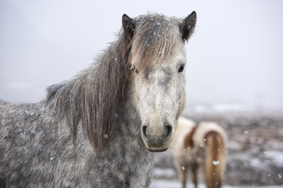 Islande - Le Cheval Islandais, fidèle compagnon des Vikings