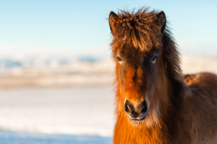 Islande - Le Cheval Islandais, fidèle compagnon des Vikings