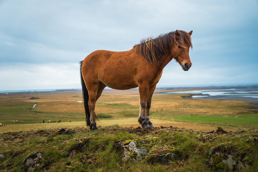 Islande - Le Cheval Islandais, fidèle compagnon des Vikings