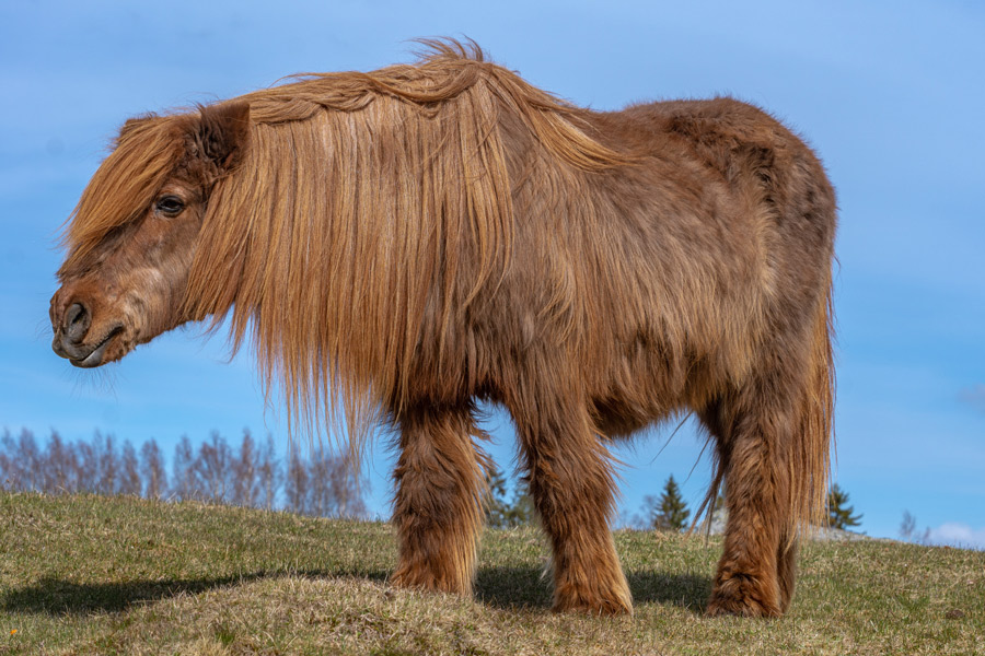 Islande - Le Cheval Islandais, fidèle compagnon des Vikings