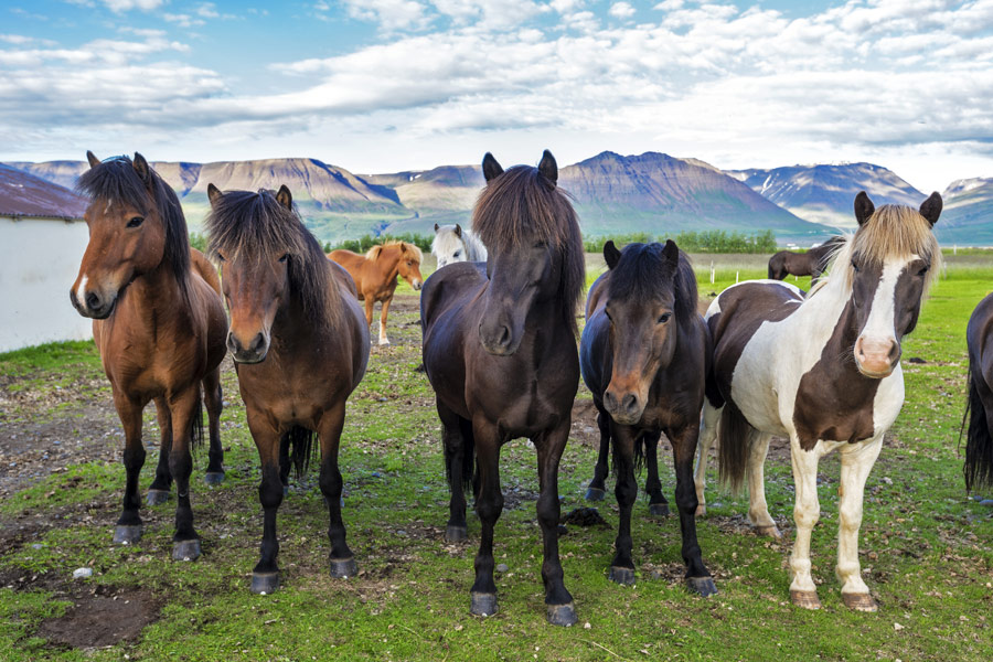 Islande - Le Cheval Islandais, fidèle compagnon des Vikings