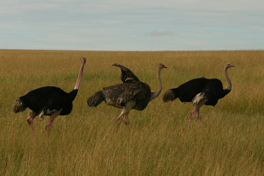 Kenya - Maasai Mara, Terre des Maasai et des Animaux Sauvages…