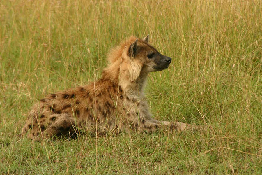 Kenya - Maasai Mara, Terre des Maasai et des Animaux Sauvages…