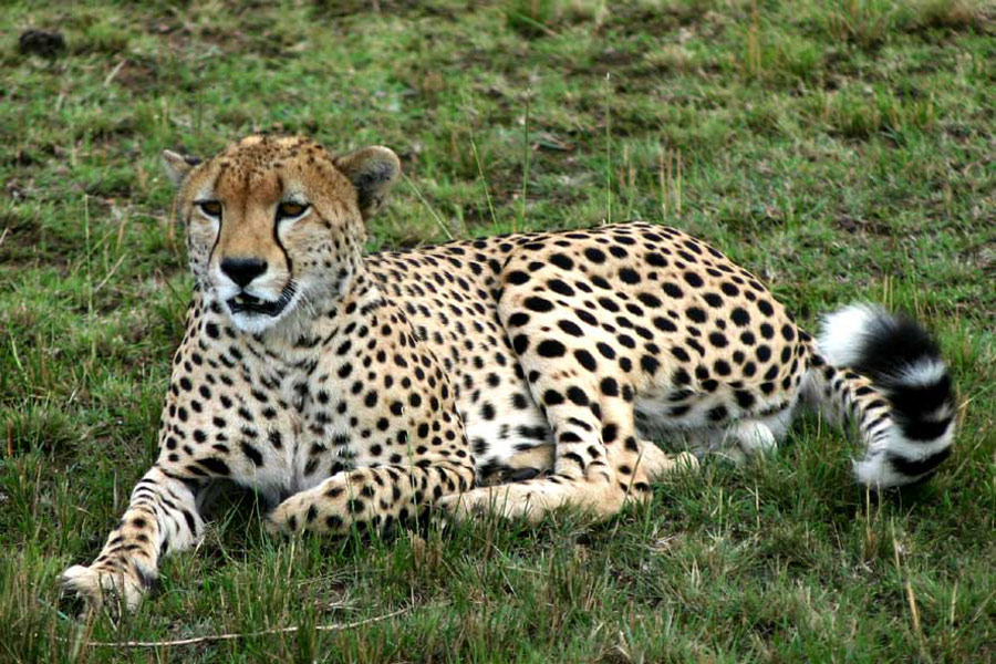 Kenya - Maasai Mara, Terre des Maasai et des Animaux Sauvages…
