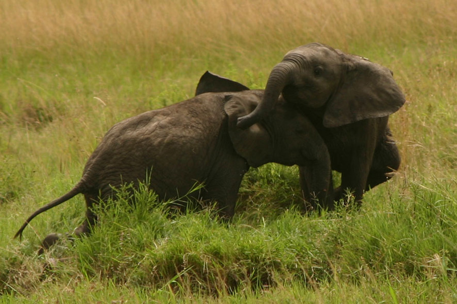 Kenya - Maasai Mara, Terre des Maasai et des Animaux Sauvages…