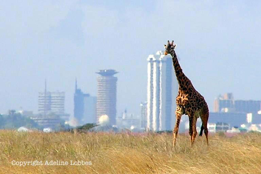 Kenya - Nairobi, des lions dans la ville !