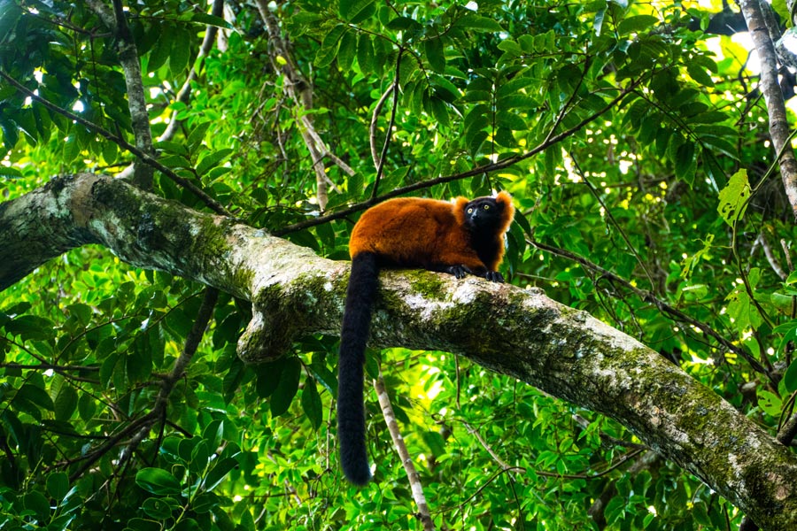 Madagascar - Sur la Route des Epices