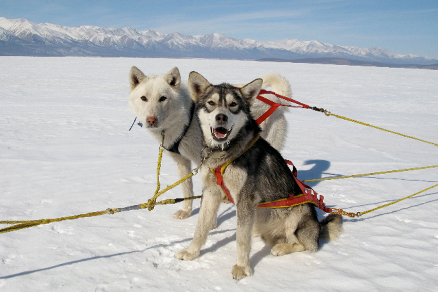Mongolie - Hivernale en Mongolie….. Aventure en traineau à chiens