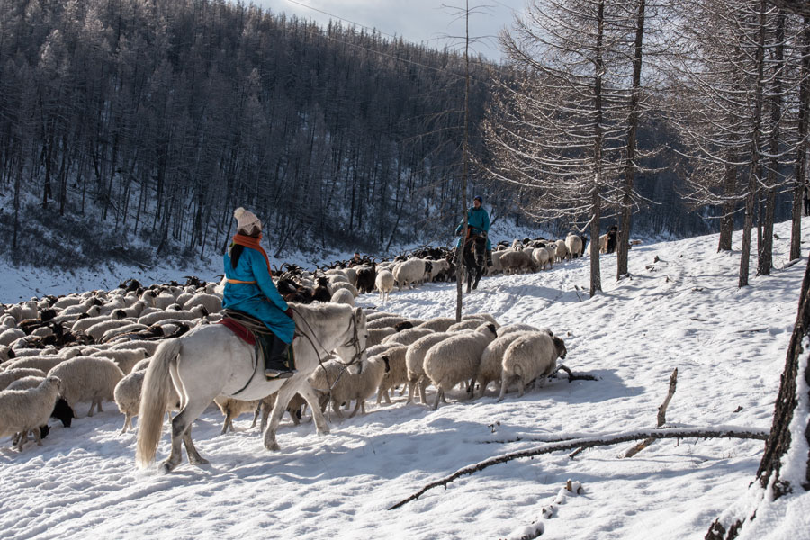 Mongolie - Hivernale en Mongolie….. Aventure en traineau à chiens