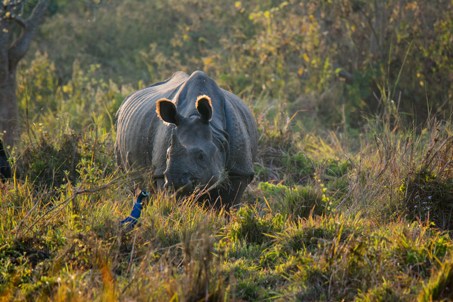 Népal - Chitwan, un parc national d'une valeur exceptionnelle