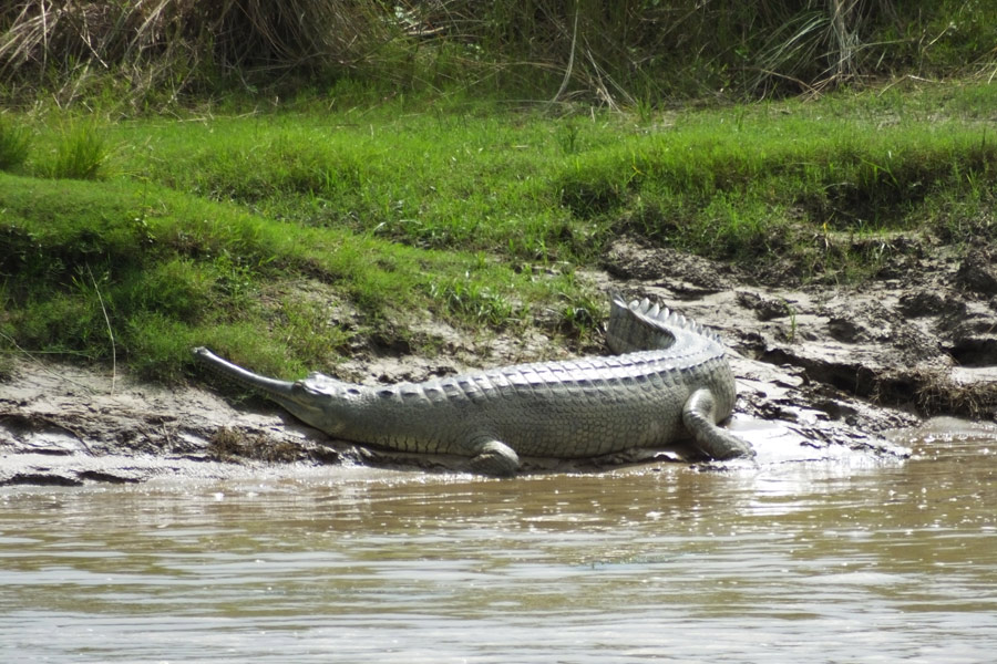 Népal - Chitwan, un parc national d'une valeur exceptionnelle