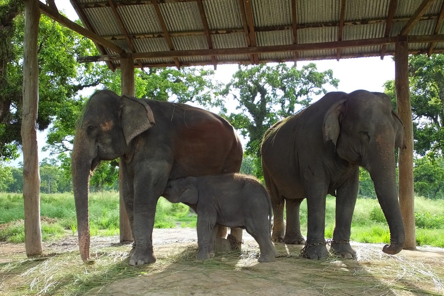 Népal - Chitwan, un parc national d'une valeur exceptionnelle