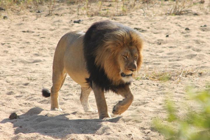 Karongwe - Lion Voyage Découverte en Afrique du Sud - A La Conquête des Big Five en Safari
