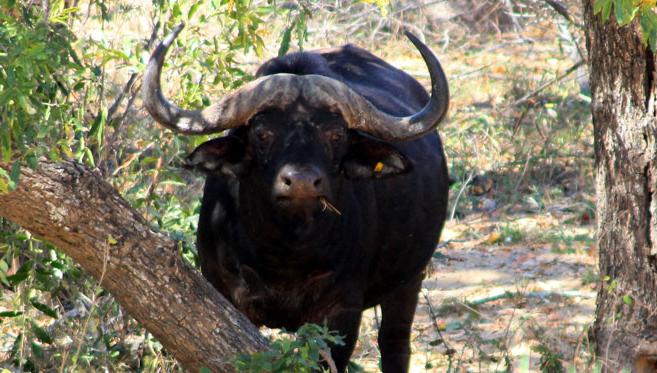 A La Conquête des Big Five en Safari