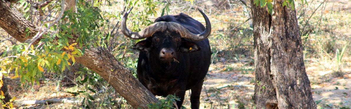 Voyage Découverte en Afrique du Sud - A La Conquête des Big Five en Safari