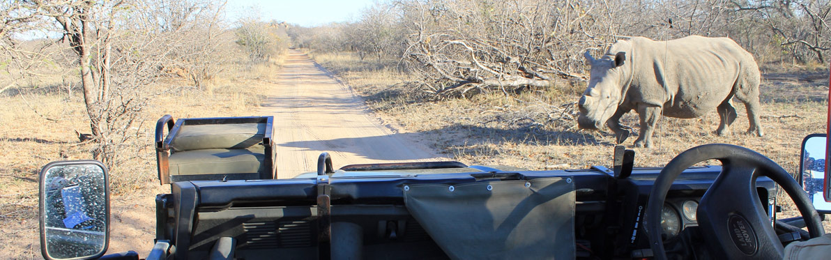 Voyage Découverte en Afrique du Sud - Karongwe, un combat pour sauver les rhinos