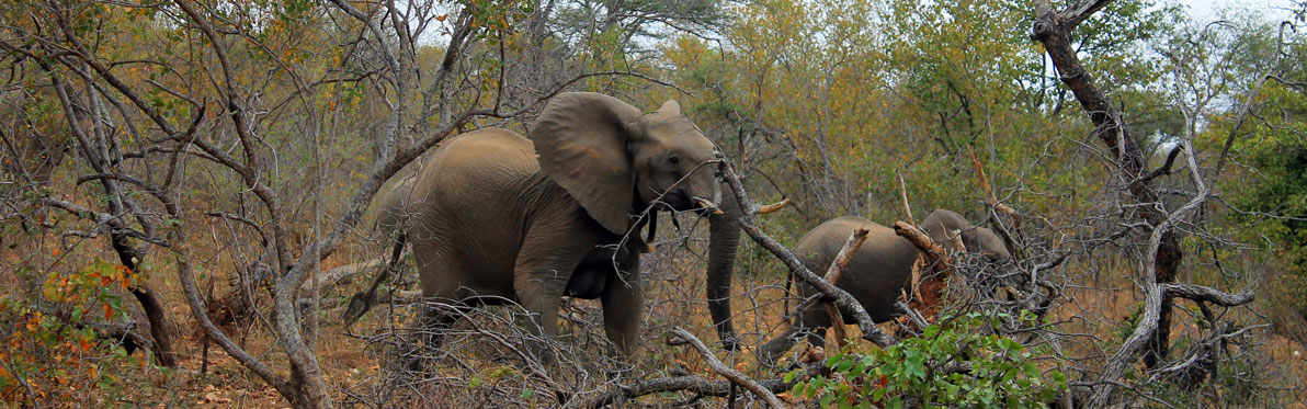 Selati Reserve Voyage Découverte en Afrique du Sud - Selati, la Véritable Wilderness Sud-Africaine