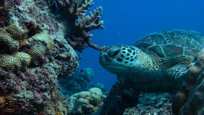 La Grande Barrière de Corail, l'un des plus beaux joyaux d’Australie