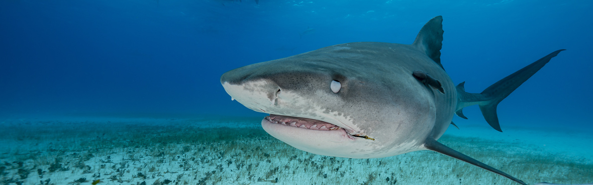 Voyage Découverte aux Bahamas - Un Univers Aquatique à Explorer en Liberté