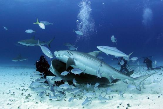 Bahamas - Tiger Beach Voyage Découverte aux Bahamas - Un Univers Aquatique à Explorer en Liberté