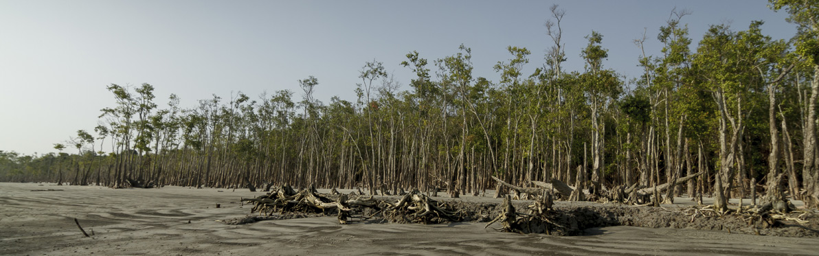Voyage Découverte au Bangladesh - La Forêt de Mangrove des Sundarbans
