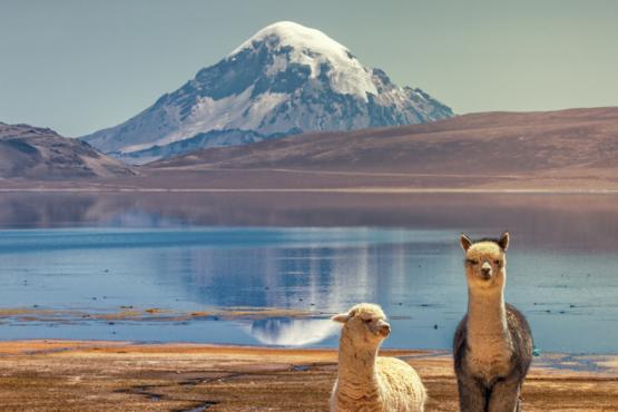 Sajama volcano Voyage Découverte en Bolivie - Le Parc National Sajama