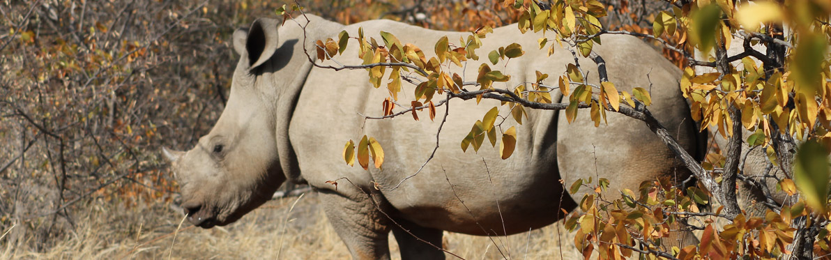 Voyage Découverte au Botswana - Marcher parmi les Rhinos à Limpopo Lipadi