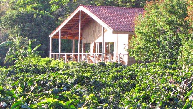 Café du Costa Rica, l'un des meilleurs du monde