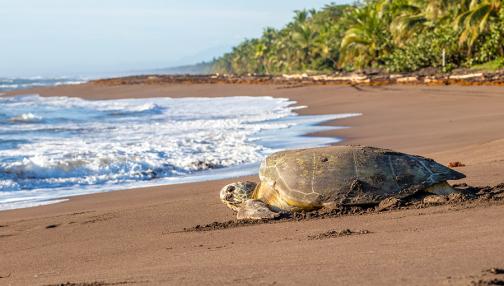Costa Rica, Paradis de la Biodiversité