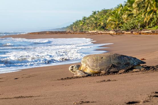 Green sea turtle nesting in Tortuguero Beach Voyage Découverte au Costa Rica - Paradis de la Biodiversité