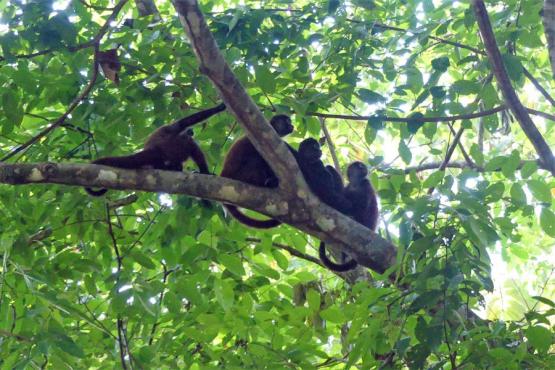 Péninsule d'Osa Voyage Découverte au Costa Rica - Osez la Péninsule d’Osa