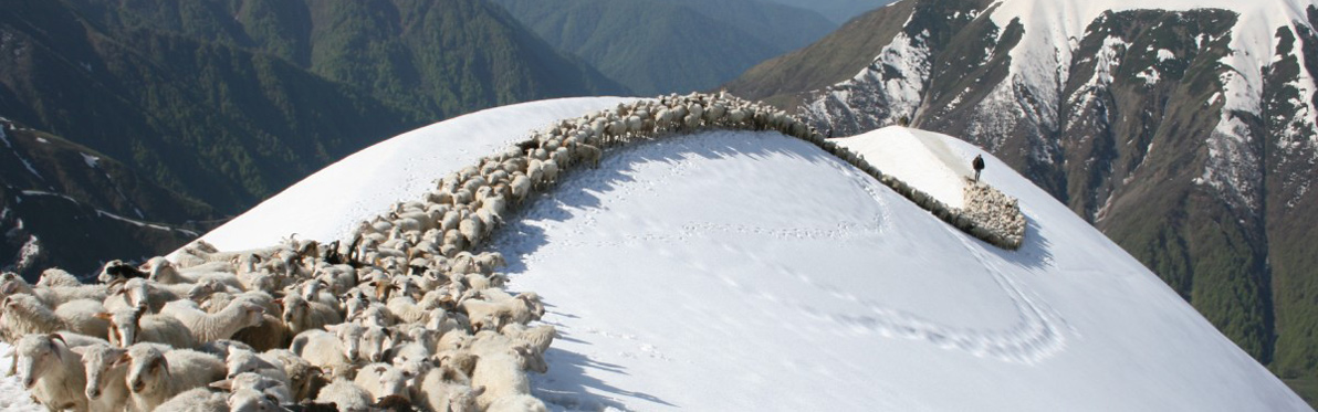 Transhumance en Géorgie Voyage Découverte en Géorgie - Une Transhumance Hors du Commun