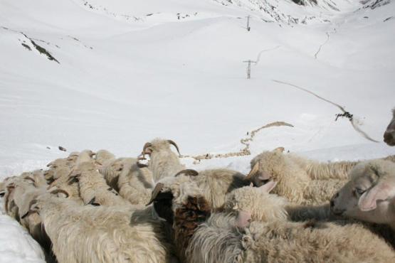 Transhumance en Géorgie Voyage Découverte en Géorgie - Une Transhumance Hors du Commun