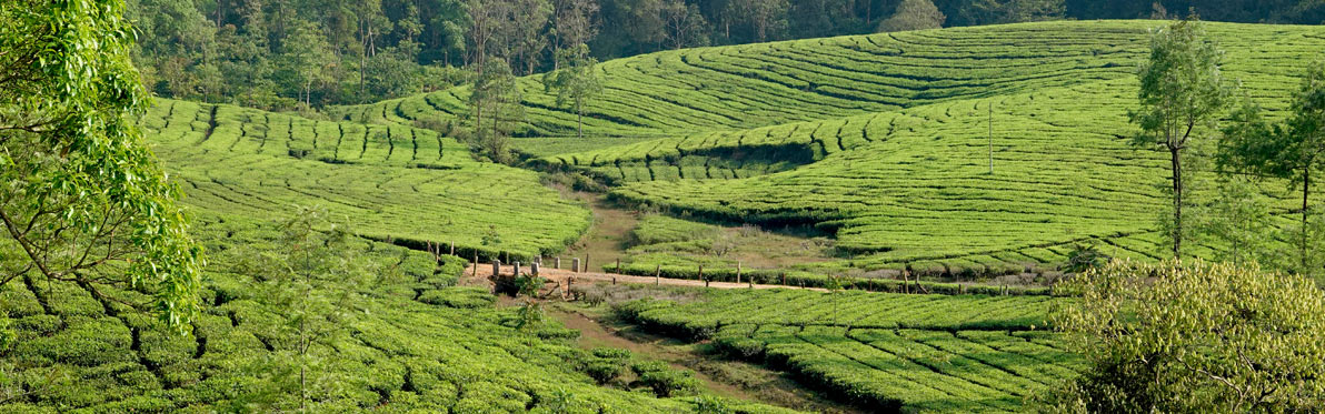 Voyage Découverte en Inde - Au cœur des plantations de thé à Vagamon et Munnar