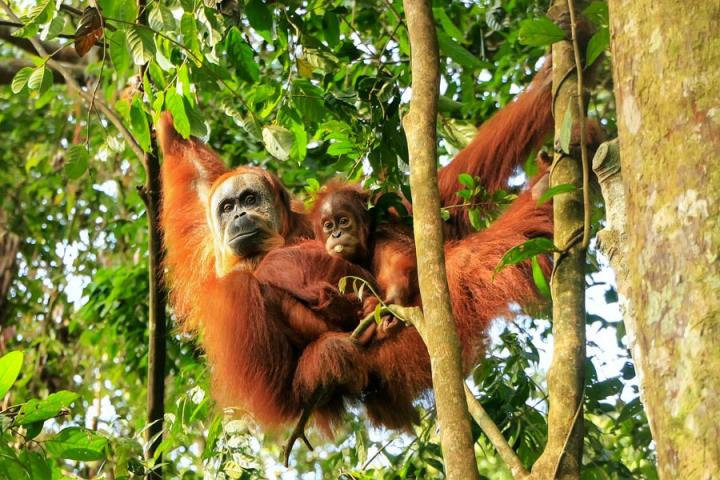 Gunung Leuser National Park Voyage Découverte en Indonésie - Camper au milieu des Orang Outans à Sumatra