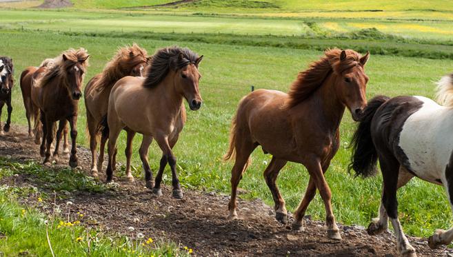 Le Cheval Islandais, Fidèle Compagnon des Vikings